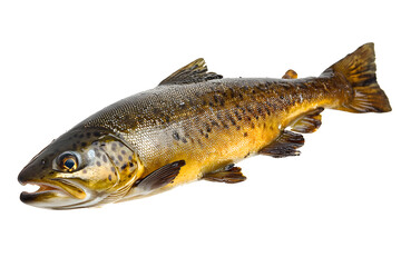 Naklejka premium Fresh trout on white background