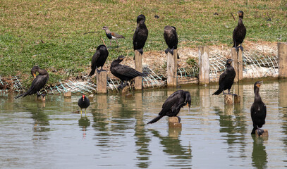 Image taken at Barigui Park in Curitiba, Paraná, Brazil.