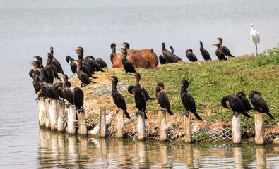 Image taken at Barigui Park in Curitiba, Paraná, Brazil.