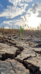 Small green plant pushes through cracked earth, symbolizing growth and resilience in arid conditions. Sunlight adds optimism to this scene of perseverance