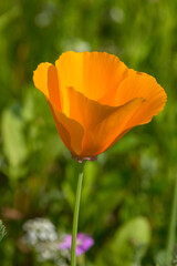  Kalifornische Mohn (Eschscholzia californica)