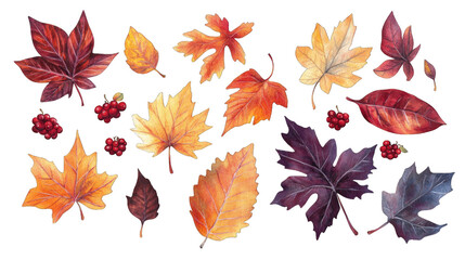 Collection of PNG. Autumn leaves, berry watercolor, isolated on a transparency background.