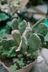 A small decorative cactus plant in a pot, showcasing its unique spiky structure