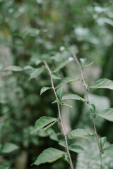 Close-up video of Cat's Whiskers plant or Orthosiphon aristatus leaves,