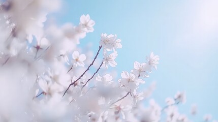 White cherry blossoms blooming against a bright blue sky.