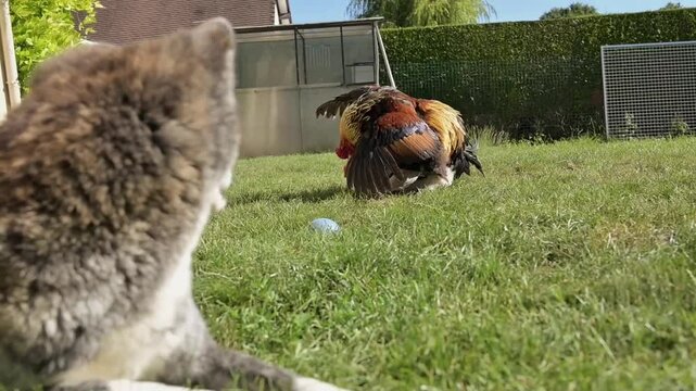 vid&eacute;o d'un accouplement d'un coq et d'une poule de race brahma g&eacute;ante, vue par un akita inu bring&eacute;