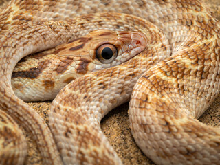 Close-up image of a coiled-up red-spotted diadem snake resting on a sand dune showing scale, body and head details from Jaisalmer, Rajasthan, India