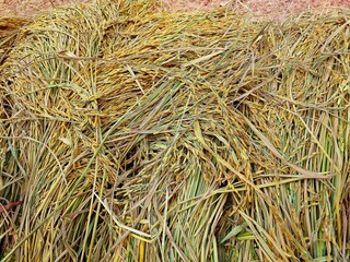 Organic paddy rice, ear of paddy, ears of  jasmine rice.