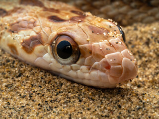 Macro close-up image of the head of a red-spotted royal snake resting on a sand dune under diffused lighting