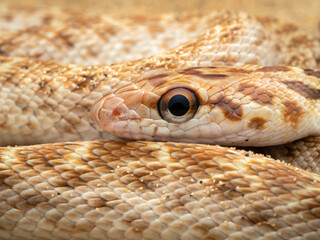 close-up macro image of a red-spotted royal snake showing head, eye and scale details under diffused lighting from the Thar desert in Rajasthan, India