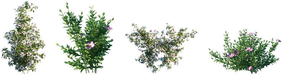 Set of frontal Clematis Florida and Cistus incanus isolated png on a transparent background perfectly cutout high resolution