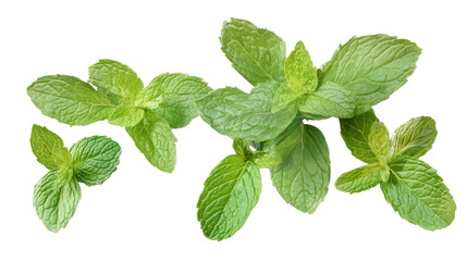 A closeup of fresh green mint leaves isolated on a white background, highlighting their aromatic and healthy qualities