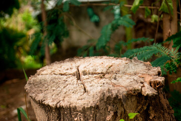 Close-up of a tree stump in a blurred forest.