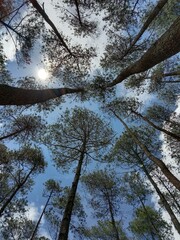 trees and sky