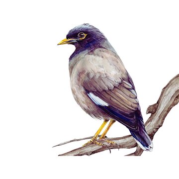 Myna is a Beautiful singing Bird found in all most every where.
