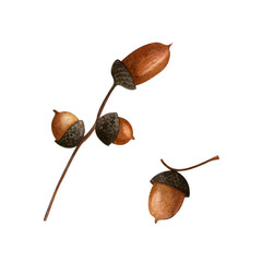 Acorns set. Autumn botanical watercolor illustration. Isolated realistic branches of acorns on white background. Hand painted seasonal clipart for autumn holidays, Thanksgiving day and fall events © vidashi