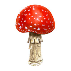 Amanita. Realistic fly agaric fungus. Isolated detailed botanical autumn forest watercolor illustration on white background. Hand painted seasonal clipart for cards, fall holidays, Thanksgiving day