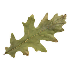 Close-up of a single English oak leaf, showcasing its intricate veins and rich green color. Isolated on a transparent background.