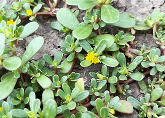 blooming Purslane (Portulaca oleracea) growing in the ground