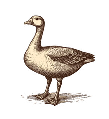 透明な背景に刻まれたガチョウのビンテージ スタイル ベクトル PNG イラスト、自然をテーマにしたデザイン、野生動物アート、ビンテージ装飾に最適です。