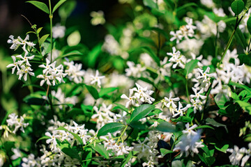 Beautiful White Jasmine Flowers in Full Bloom