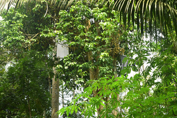 A white t-shirt hangs from a tree in a village