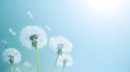 Obraz premium Dandelion Seeds Floating on a Gentle Breeze Against a Pastel Blue Background