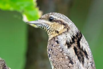 Torcicollo