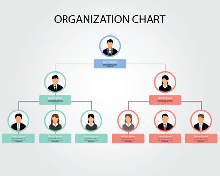 Organization chart business template for company to show the structure 