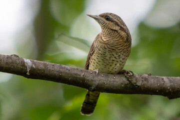 Torcicollo