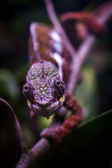 chameleon on a branch in the zoo