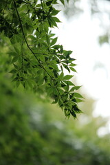 가을 숲의 나무와 단풍이 어우러진 청량한 느낌의 자연 풍경 배경화면