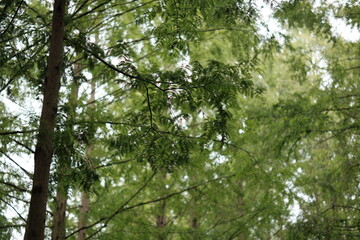 가을 숲의 나무와 단풍이 어우러진 청량한 느낌의 자연 풍경 배경화면