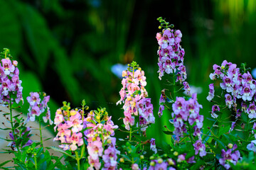 Obraz premium Cluster of Pink and White Angelonia Flowers