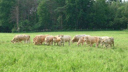 Vaches blanc bleu mixte dans un pré