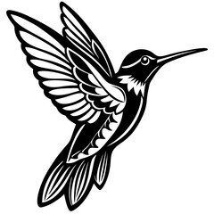 hummingbird on a white background