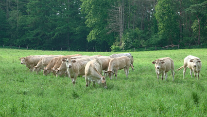 Fototapeta premium Vaches blanc bleu mixte dans un pré