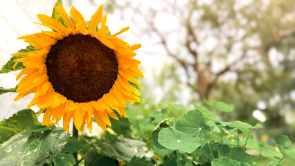 sunflower. Yellow sunflowers, good harvest, bright sunny flower. farming, vegetable garden, field,...