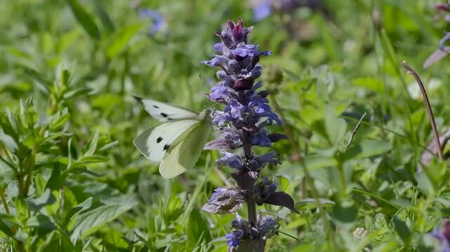 Slow Motion Large White Butterfly Feeding on Bugle