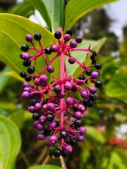 Pagoda Flower