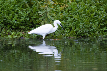 little egret the lake