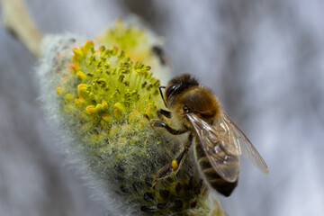 bee collects pollen on a yellow spring flower. willow branch with yellow spring flowers. delicate willow flowers in spring. Active work of bees to collect pollen. lot of pollen and nectar. close-up