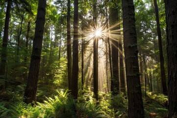 Sunlit Forest with Lush Green Ferns and Tall Trees
