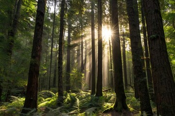 Obraz premium Sunlit Forest with Lush Green Ferns and Tall Trees