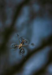 Insect Gerris lacustris, known as common pond skater or common water strider is a species of water strider, found in Europe have ability to move quickly on the water surface and have hydrophobic legs