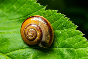 Oxychilus alliarius , commonly known as the garlic snail or garlic glass-snail