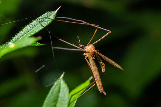 The insect, the Limonia stork fly in the family Limoniidae, has a very small body with orange coloration and long stilt legs and large black eyeballs