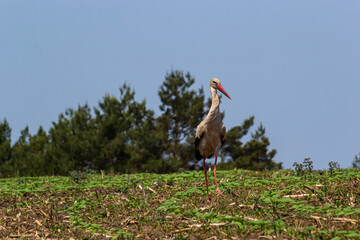 White stork, Ciconia ciconia bird is hunting on grassy swamp