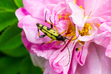 Closeup on a Spotted longhorn beetle, Leptura maculata on the pink flower, Daucus carota