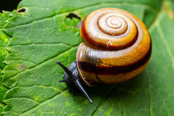 Oxychilus alliarius , commonly known as the garlic snail or garlic glass-snail
